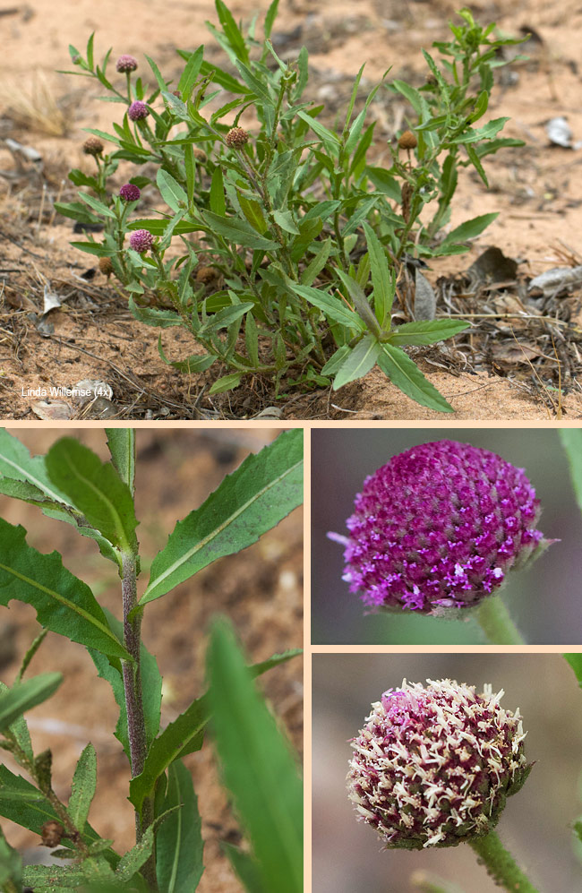 Sphaeranthus peduncularis